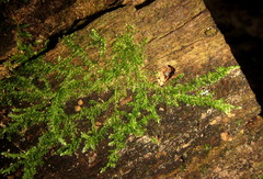 Vesicularia galerulata