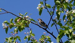 Carpodacus erythrinus grebnitskii