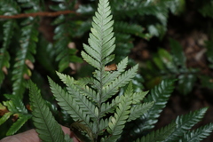 Parapolystichum microsorum