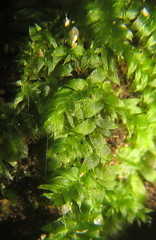 Vesicularia galerulata