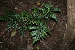 Parapolystichum microsorum