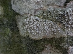 Lecanora albella