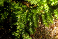 Vesicularia galerulata