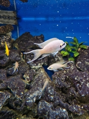 Neolamprologus pulcher