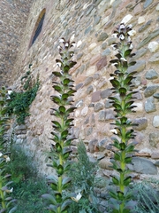 Acanthus mollis