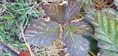 Rubus tuberculatus