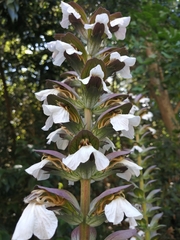 Acanthus mollis
