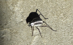 Stenocara gracilipes