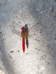 Crocothemis erythraea