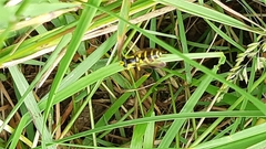 Xanthogramma pedissequum