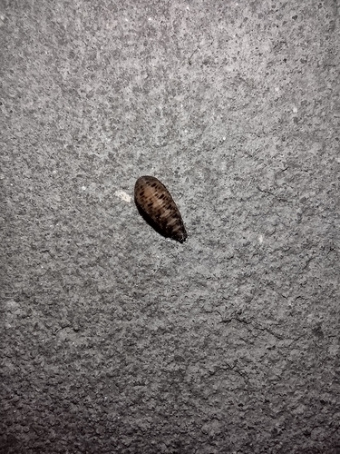 pestricovité (Syrphidae)