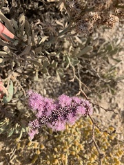 Limonium tuberculatum