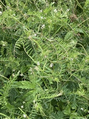 Vicia hirsuta