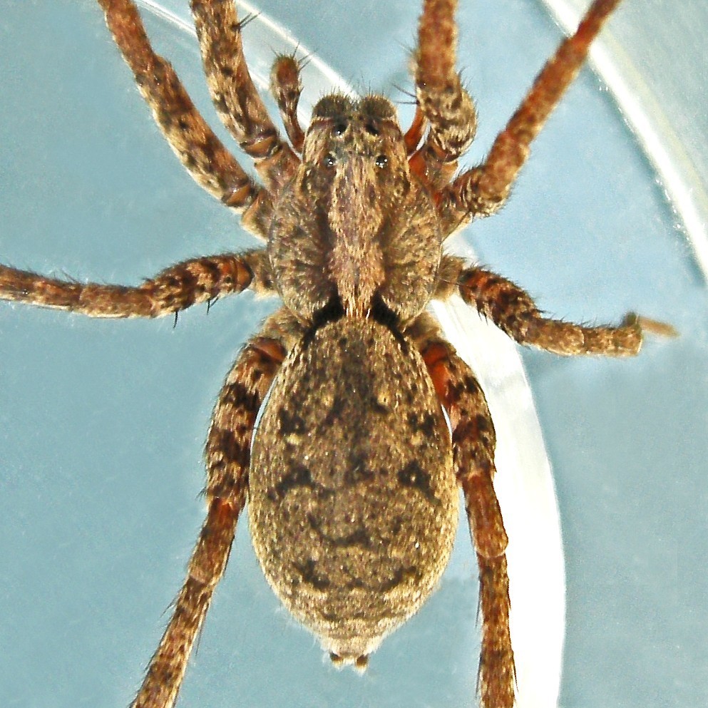 Drumming Sword Wolf Spider