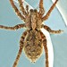 Drumming Sword Wolf Spider - Photo (c) Bill Keim, some rights reserved (CC BY)