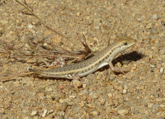 Trachylepis acutilabris