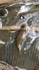 Desmopuntius hexazona