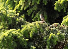 Carpodacus erythrinus grebnitskii