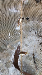 Desmopuntius hexazona