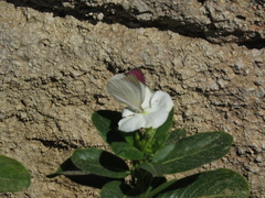 Colotis regina