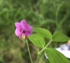 Lathyrus linifolius