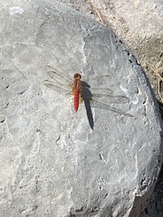 Crocothemis erythraea