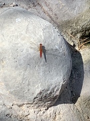 Crocothemis erythraea