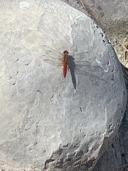 Crocothemis erythraea