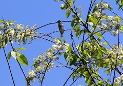 Carpodacus erythrinus grebnitskii
