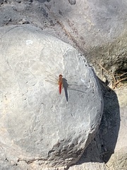 Crocothemis erythraea