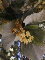 Tilia tomentosa
