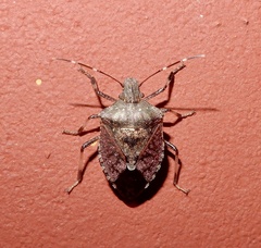 Halyomorpha picus