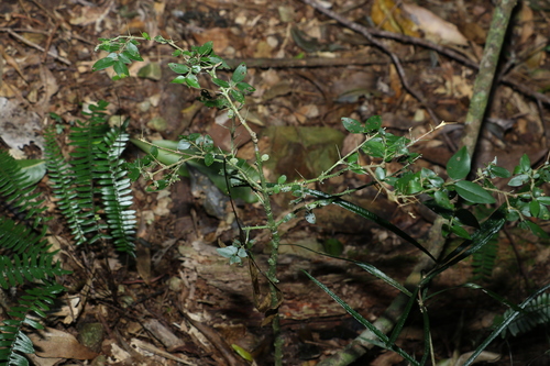 Image of Randia moorei by (c) Greg Tasney, some rights reserved (CC BY-SA)