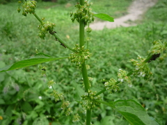 Rumex obtusifolius silvestris