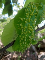 Phylloxera caryaefallax