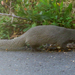 Western Cape Grey Mongoose - Photo (c) Rohan Chakravarty, some rights reserved (CC BY-NC), uploaded by Rohan Chakravarty
