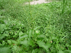 Rumex obtusifolius silvestris
