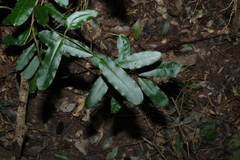 Leichhardtia flavescens