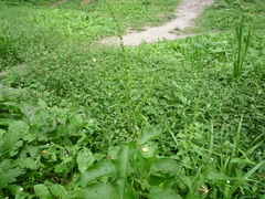 Rumex obtusifolius silvestris