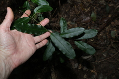 Leichhardtia flavescens