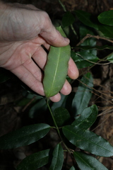 Leichhardtia flavescens