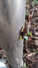 Gynautocera rubriscutellata