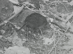 Rhynchocyon cirnei