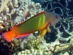 Labracinus cyclophthalmus