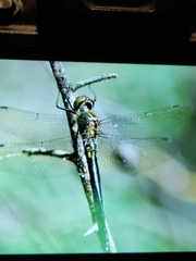 Somatochlora meridionalis