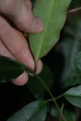 Leichhardtia flavescens