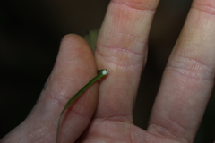 Leichhardtia flavescens