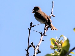 Carpodacus erythrinus grebnitskii