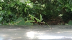 Hierodula patellifera