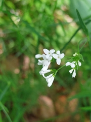 Asperula tinctoria